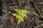 Yellow butterwort